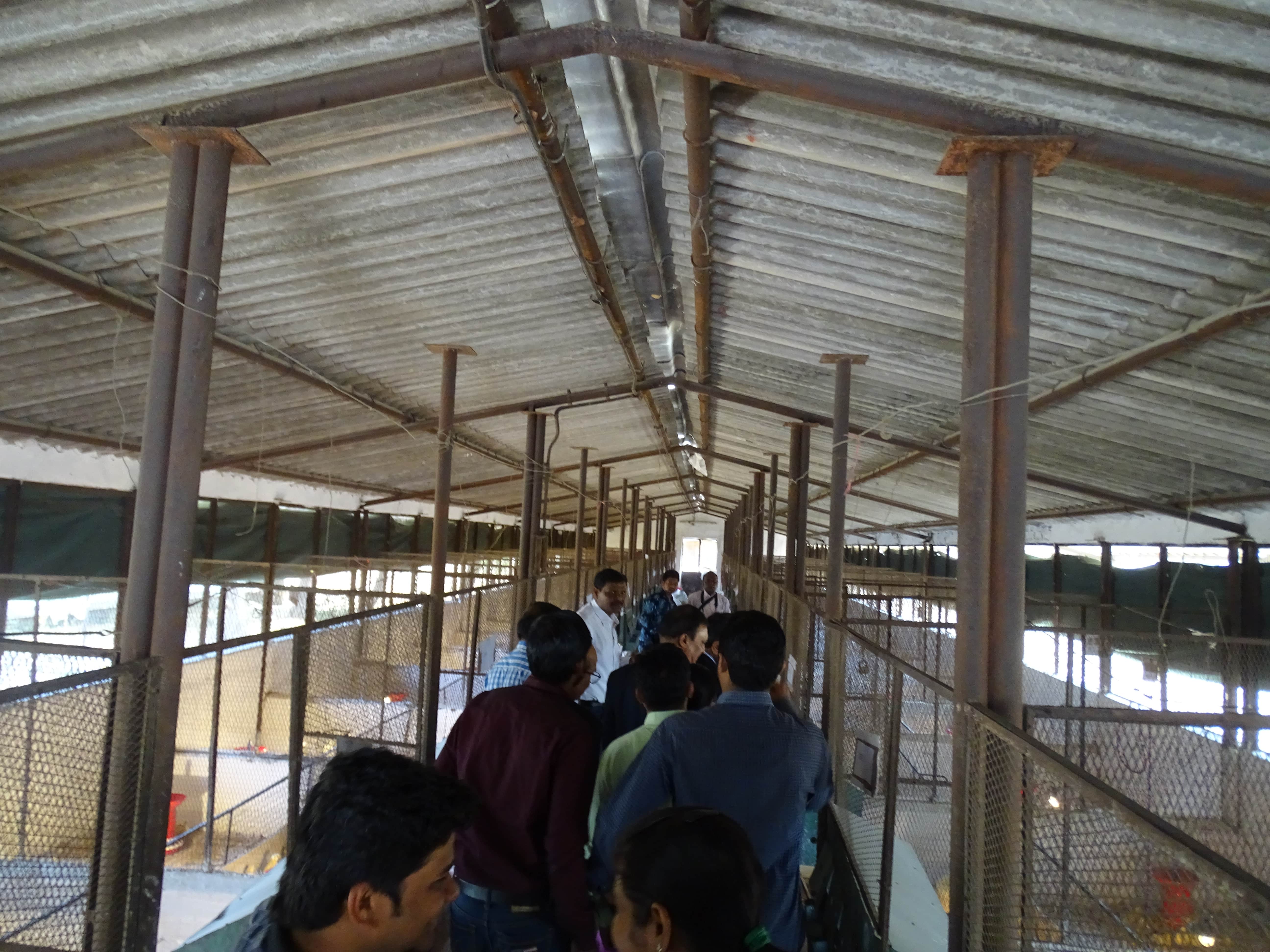 Broiler Experimental Shed Min